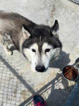 Breaker -  Husky Dog for Adoption in New Cumberland, West Virginia - Breaker | PetCurious