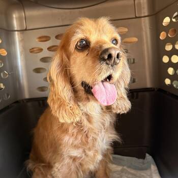 Rescue Cocker Spaniel Dogs for Adoption in Columbia, South Carolina - Archie | PetCurious