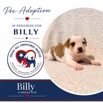 Billy -  Chihuahua and Rat Terrier Dog for Adoption in Alvarado, Texas - Billy | PetCurious