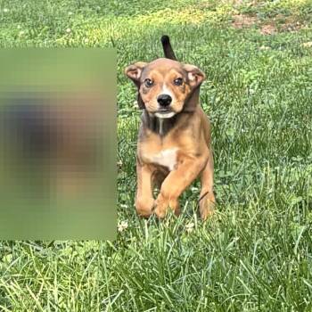 Jared -  Mixed Breed Dog for Adoption in Fredericksburg, Virginia - Jared | PetCurious