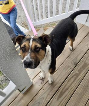 Hound and Pit Bull Terrier Dogs Available for Adoption - Bruce | PetCurious