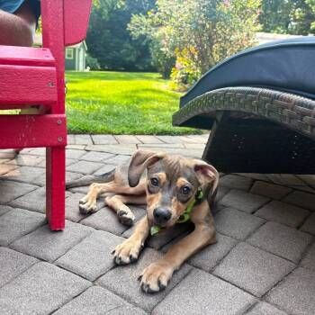 Susie -  Mixed Breed Dog for Adoption in Yaphank, New York - Susie | PetCurious