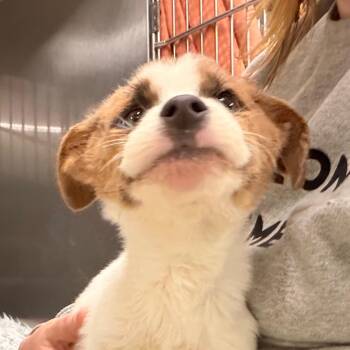 Toretto -  Mixed Breed Dog for Adoption in Indianapolis, Indiana - Toretto | PetCurious