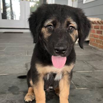 Bob 22701 -  Great Pyrenees and German Shepherd Dog Dog for Adoption in Cumming, Georgia - Bob 22701 | PetCurious