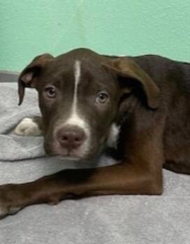 Pit Bull Terrier Dogs Available for Adoption - Hudson | PetCurious