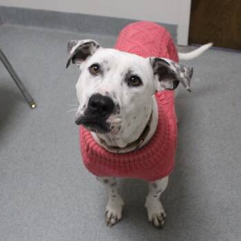 Rescue Mixed Breed Dogs for Adoption in Gainesville, Florida - Arctic | PetCurious