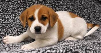 Aurora -  Labrador Retriever and Pit Bull Terrier Dog for Adoption in Thief River Falls, Minnesota - Aurora | PetCurious