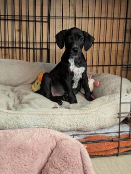 GELATO -  Labrador Retriever and Hound Dog for Adoption in Pemberton Township, New Jersey - GELATO | PetCurious