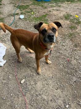 Rottweiler Dogs Available for Adoption in Driggs, Idaho - Diesel | PetCurious