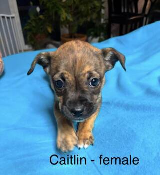 Labrador Retriever Dogs Available for Adoption in Crystal Lake, Illinois - Caitlin | PetCurious