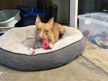 Rescue Bull Terrier Dogs for Adoption in Indianapolis, Indiana - Bric | PetCurious