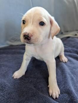 Prince (green) - Gavi -  Retriever Dog for Adoption in Lakeland, Florida - Prince (green) - Gavi | PetCurious