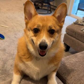 Rocco -  Corgi Dog for Adoption in Saratoga Springs, New York - Rocco | PetCurious
