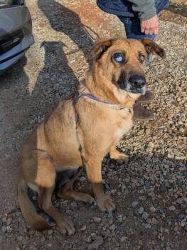 German Shepherd Dog Dogs Available for Adoption in Mccormick, South Carolina - Brandie | PetCurious