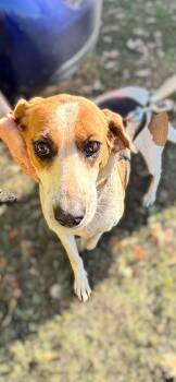 Loretta-Not at the Shelter (Wendy) -  Hound Dog for Adoption in Rustburg, Virginia - Loretta-Not At The Shelter (Wendy) | PetCurious