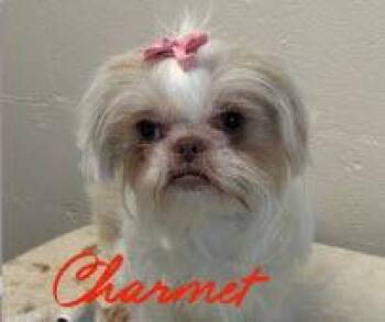 Pekingese and Shih Tzu Dogs Available for Adoption - Charmet | PetCurious