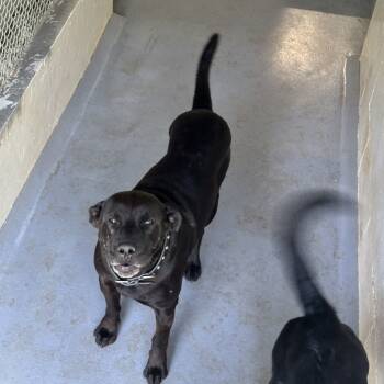 Rescue Black Labrador Retriever Dogs for Adoption in Morganton, North Carolina - Keith | PetCurious