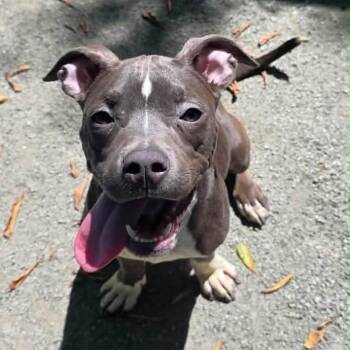 Helena -  Pit Bull Terrier Dog for Adoption in Turlock, California - Helena | PetCurious