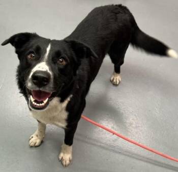 Cash -  Border Collie Dog for Adoption in Phoenix, Oregon - Cash | PetCurious