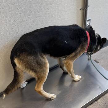 Rocky -  Mixed Breed Dog for Adoption in Las Cruces, New Mexico - Rocky | PetCurious