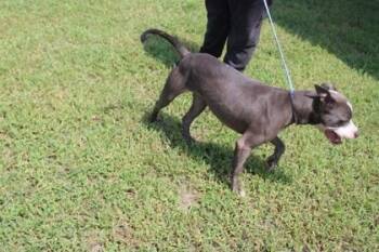 NELLIE -  Mixed Breed Dog for Adoption in Kenansville, North Carolina - NELLIE | PetCurious