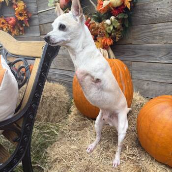 Lance -  Chihuahua Dog for Adoption in Fairfield, Connecticut - Lance | PetCurious