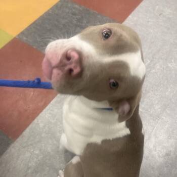 Mixed Breed Dogs Available for Adoption - Tumbler | PetCurious