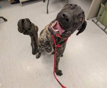Great Dane and Mixed Breed Dogs Available for Adoption in Colorado Springs, Colorado - ANUBIS | PetCurious