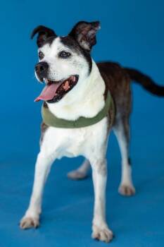 HENRY -  Terrier Dog for Adoption in Pegram, Tennessee - HENRY | PetCurious