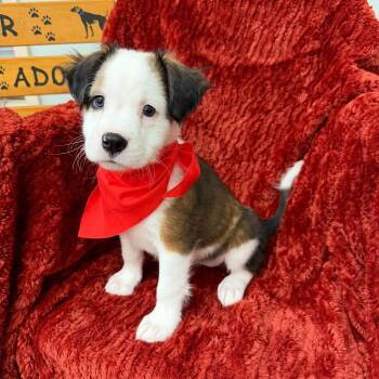 Shakira -  Pit Bull Terrier Dog for Adoption in Meridian, Mississippi - Shakira | PetCurious
