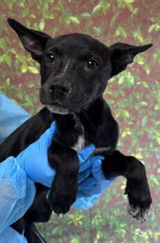 Shepherd and Mixed Breed Dogs Available for Adoption in San Antonio, Texas - Dusk | PetCurious
