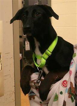 German Shepherd Dog Dogs Available for Adoption - CRESSIDA | PetCurious