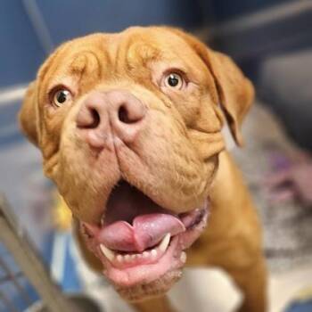 Scotty -  Dogue De Bordeaux and Mixed Breed Dog for Adoption in Merriam, Kansas - Scotty | PetCurious