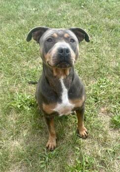 ROGUE -  Pit Bull Terrier and Mixed Breed Dog for Adoption in Kalamazoo, Michigan - ROGUE | PetCurious