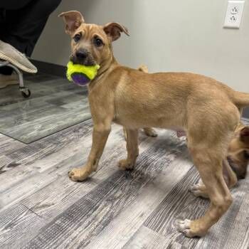 Mixed Breed Dogs Available for Adoption - Memphis | PetCurious