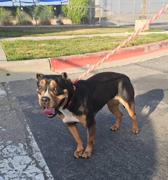 Fendi -  American Staffordshire Terrier Dog for Adoption in Fort Worth, Texas - Fendi | PetCurious