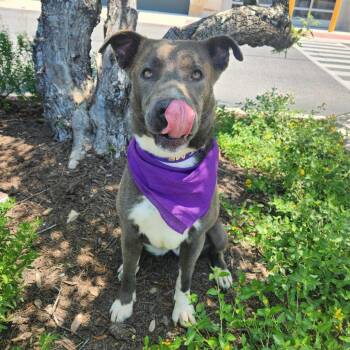 Rescue Blue Lacy and Labrador Retriever Dogs for Adoption in Austin, Texas - Maxine JuM | PetCurious