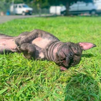 Ivy fka Emily -  American Bulldog Dog for Adoption in York, Pennsylvania - Ivy Fka Emily | PetCurious