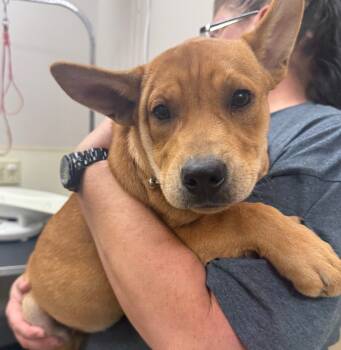 Rescue Shar Pei Dogs for Adoption in Great Bend, Kansas - Ruby | PetCurious
