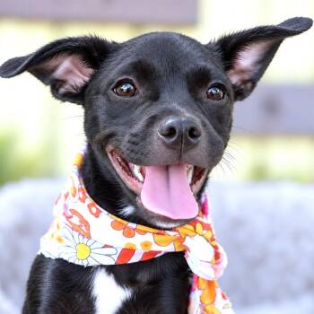 Emmylou -  Pug and Terrier Dog for Adoption in Boerne, Texas - Emmylou | PetCurious