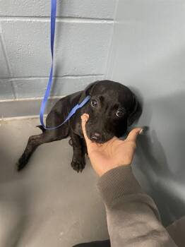 ANNIE -  Dachshund and Mixed Breed Dog for Adoption in Tallahassee, Florida - ANNIE | PetCurious