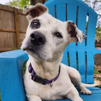 Beagle and Dalmatian Dogs Available for Adoption in Southaven, Mississippi - ANDI | PetCurious