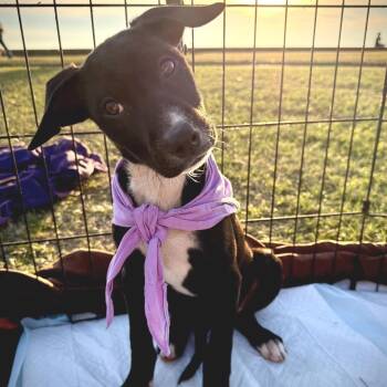 Black Labrador Retriever and Beagle Dogs Available for Adoption - Faith | PetCurious