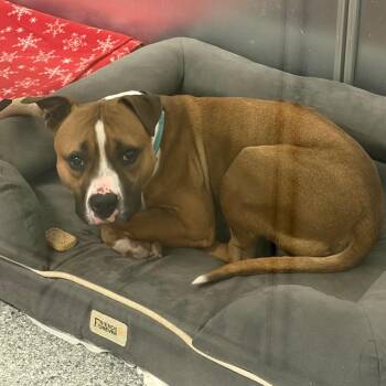 Rover -  Mixed Breed Dog for Adoption in Mentor, Ohio - Rover | PetCurious