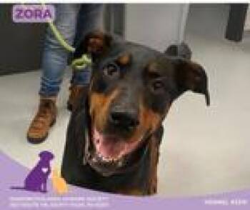 Rescue Doberman Pinscher Dogs for Adoption in Eighty Four, Pennsylvania - Zora | PetCurious
