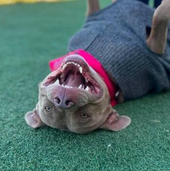 Hazel -  Pit Bull Terrier and Mixed Breed Dog for Adoption in Fruit Heights, Utah - Hazel | PetCurious