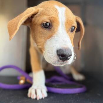 Zixal -  Pit Bull Terrier Dog for Adoption in Birmingham, Alabama - Zixal | PetCurious