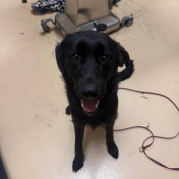 Morrigan -  Mixed Breed Dog for Adoption in Winston-salem, North Carolina - Morrigan | PetCurious