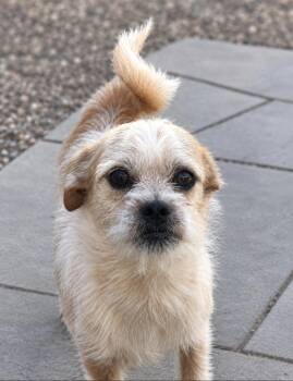 Logan -  Wirehaired Terrier Dog for Adoption in Longmont, Colorado - Logan | PetCurious