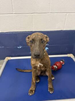 Tyson 4 mo AVA 10/7 -  Plott Hound Dog for Adoption in Sterling, Massachusetts - Tyson 4 Mo AVA 10/7 | PetCurious
